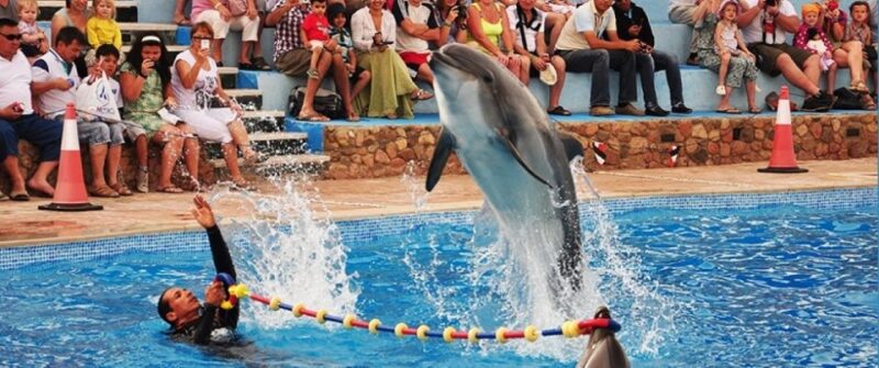 Sharm El-Sheikh: Dolphin Show & Optional Swimming W/Dolphins - Transportation Details