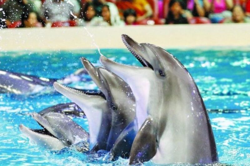 Sharm El-Sheikh: Dolphin Show & Optional Swimming W/Dolphins - Customer Reviews and Ratings