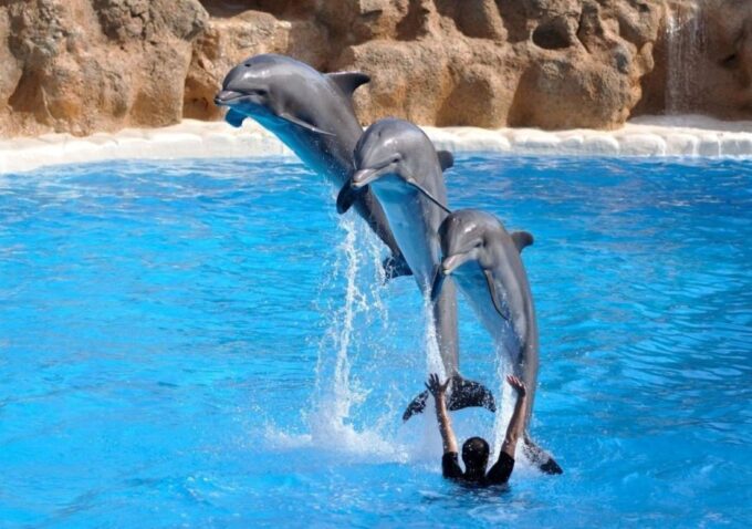 Sharm El-Sheikh: Dolphin Show & Optional Swimming W/Dolphins - Swimming With Dolphins Experience