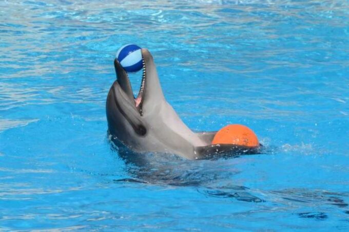 Sharm El-Sheikh: Dolphin Show & Optional Swimming W/Dolphins - Tips for Your Visit