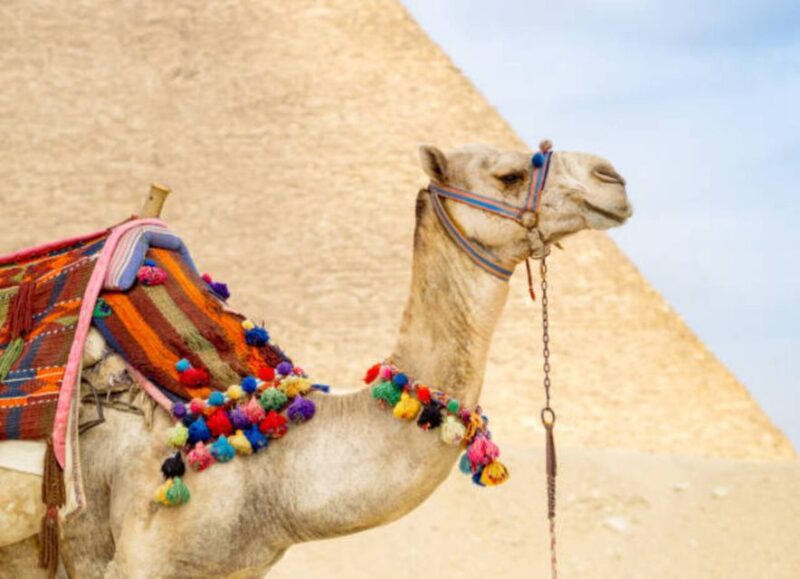 Sharm El-Sheikh: Full-Day Tour of Cairo and Pyramids by Bus - Highlights and Attractions