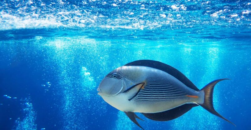 Sharm El-Sheikh: Glass Bottom Boat Coastal Tour - Good To Know