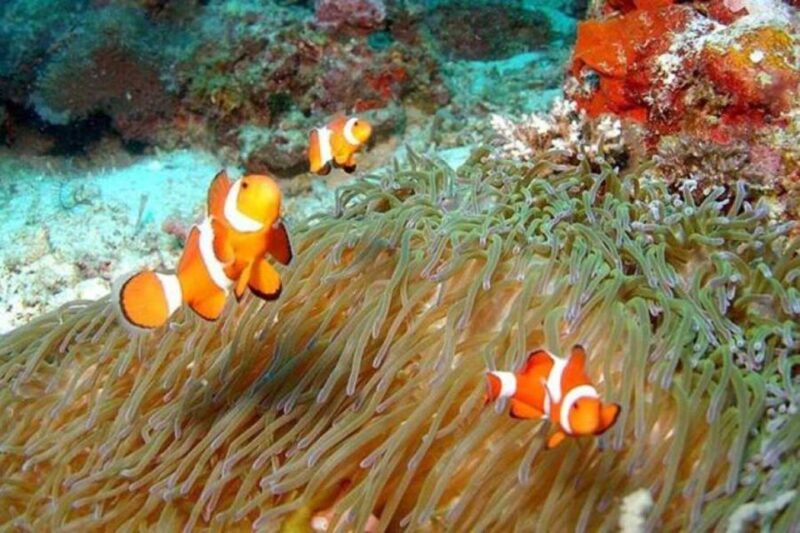 Sharm El-Sheikh: Glass Bottom Boat Coastal Tour - Detailed Itinerary
