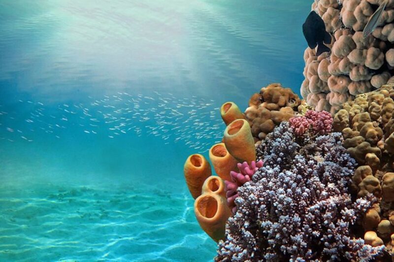 Sharm El-Sheikh: Glass Bottom Boat Coastal Tour - Customer Reviews