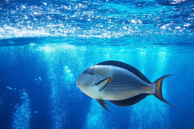 Sharm El-Sheikh: Glass Bottom Boat Coastal Tour - Pricing and Discounts