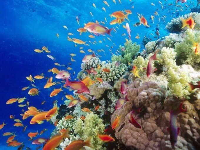 Sharm El-Sheikh: Glass Bottom Boat Coastal Tour - Frequently Asked Questions