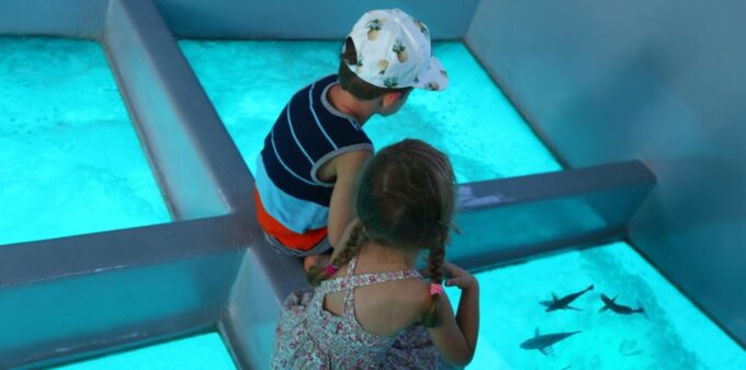 Sharm El Sheikh: Glass Bottom Boat Tour & Private Transfer - Customer Reviews and Ratings