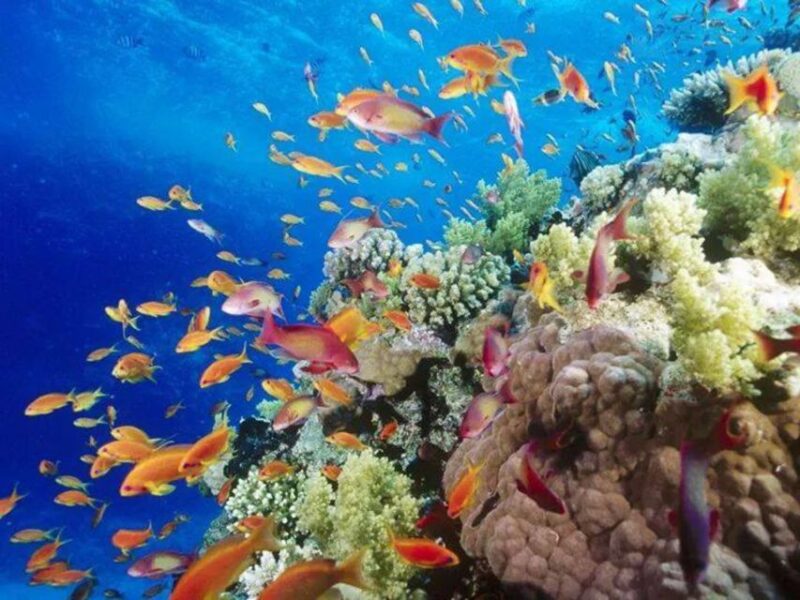 Sharm El-Sheikh: Panoramic Glass Bottom Boat Adventure - Good To Know