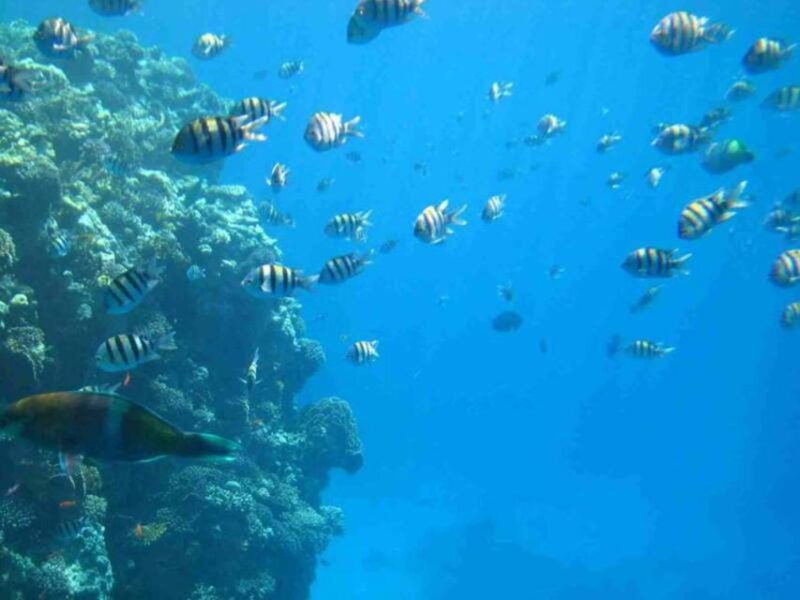 Sharm El-Sheikh: Panoramic Glass Bottom Boat Adventure - Highlights and Features