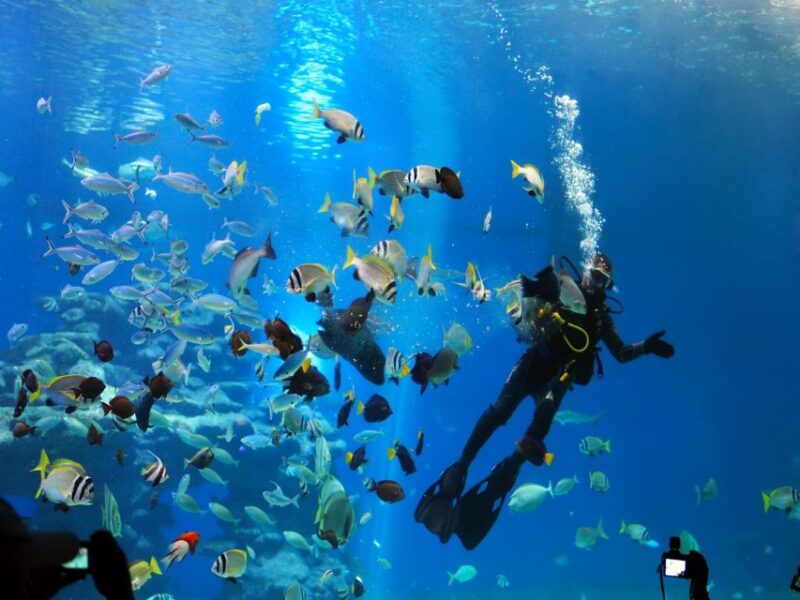 Sharm El-Sheikh: Panoramic Glass Bottom Boat Adventure - Tips for an Enjoyable Experience