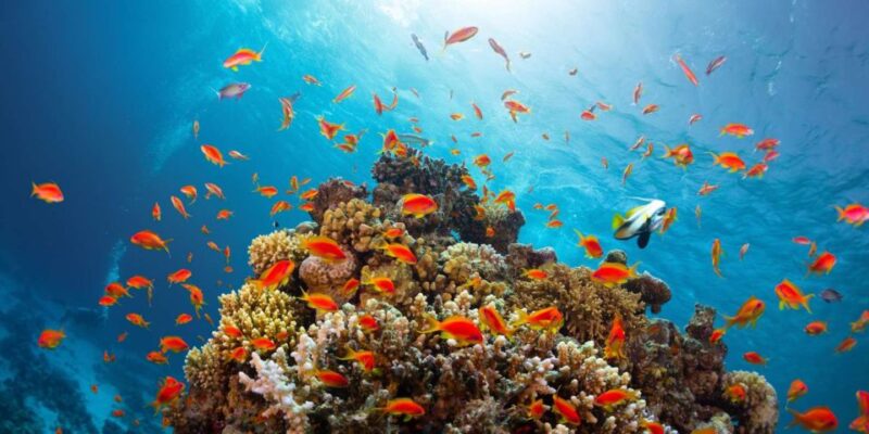 Sharm El-Sheikh Port to Ras Mohamed National Park by Car - What to Bring
