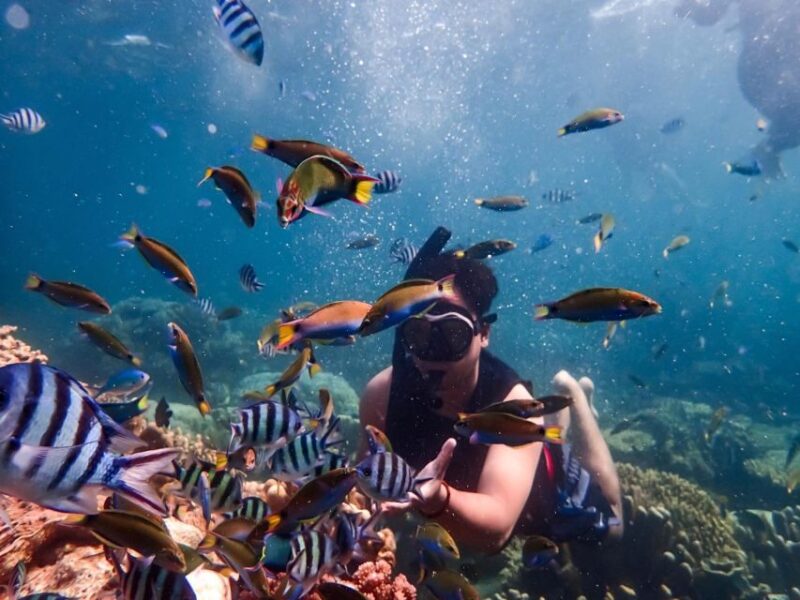 Sharm El Sheikh: Ras Mohamed, White Island, Snorkel & Diving - Good To Know