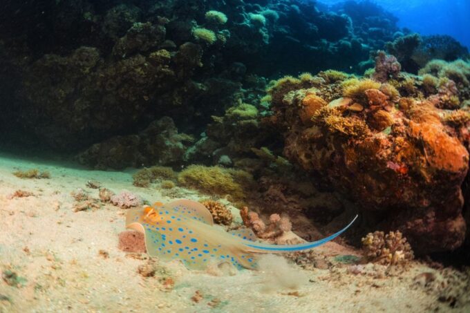 Sharm El Sheikh: Snorkeling at Ras Mohamed & White Island - Customer Feedback