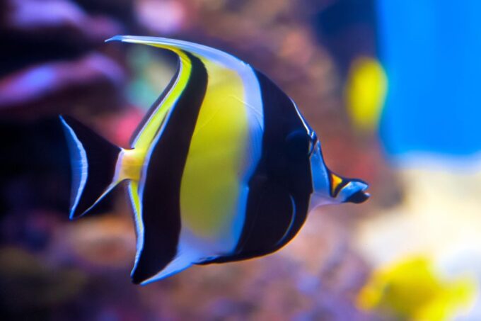 Sharm El Sheikh: Tiran Island Boat Trip W Private Transfers - Booking Details