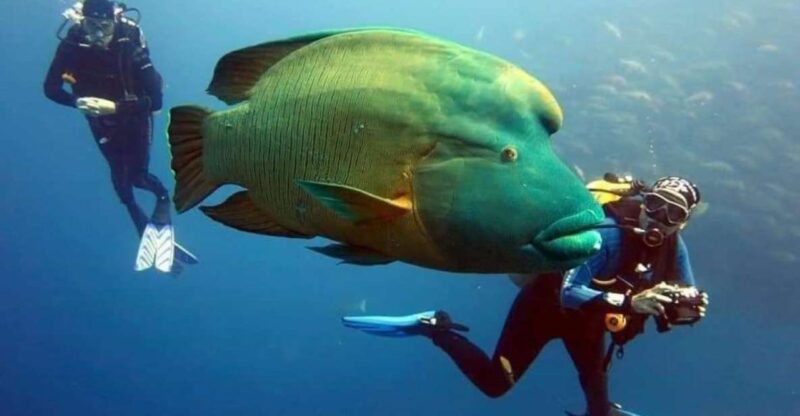 Sharm: Ras Mohamed Diving Boat Trip With Private Transfers - Itinerary and Activities