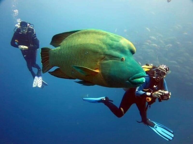 Sharm: Ras Mohamed Diving Boat Trip With Private Transfers - Highlights of the Experience