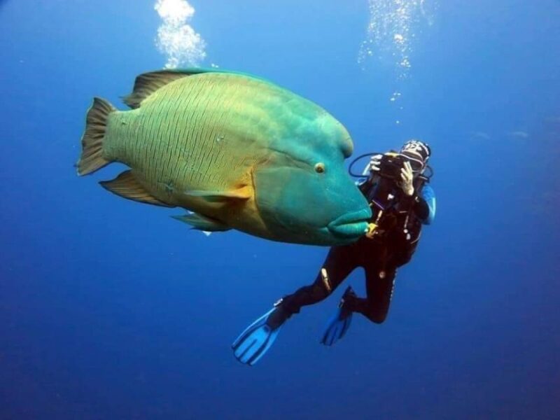 Sharm: Ras Mohamed Diving Boat Trip With Private Transfers - Customer Reviews and Feedback