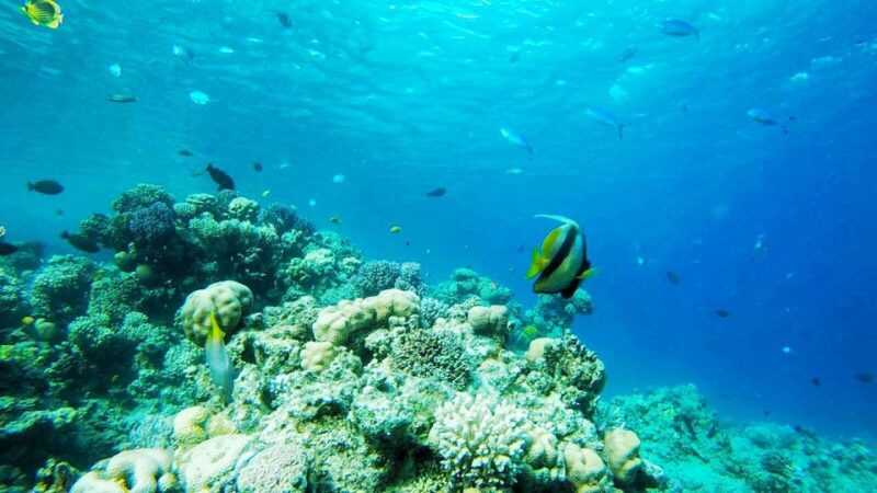 Sharm:Introduction Dive From the Shore & PADI Courses - Experience and Highlights