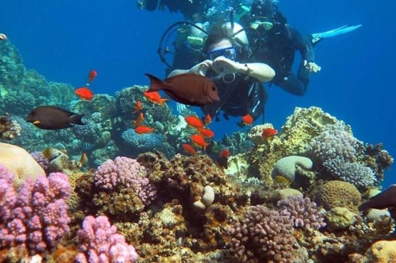 Sharm:Introduction Dive From the Shore & PADI Courses - PADI Courses Offered