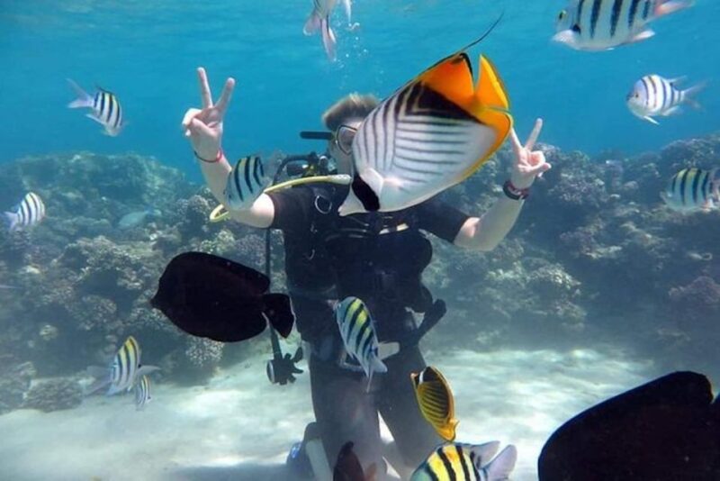 Sharm:Introduction Dive From the Shore & PADI Courses - Customer Reviews