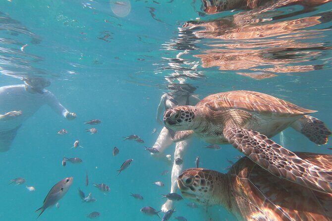 Shasa Catamaran Cruises Limited Numbers 3 Hour Sail and Snorkel - Introduction