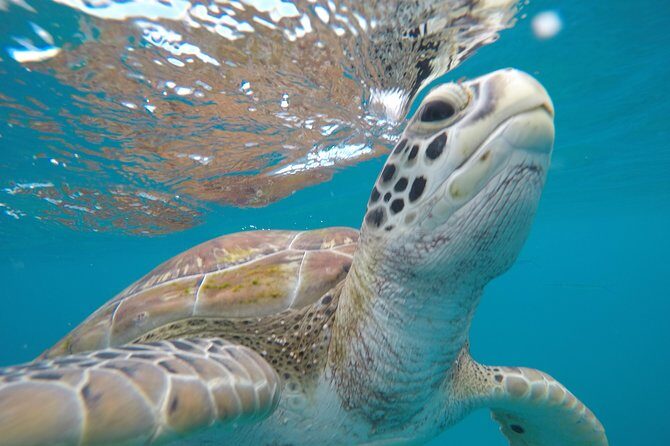 Shasa private catamran sailing cruise, Snorkel with turtles. - Authentic Experiences That Set This Tour Apart