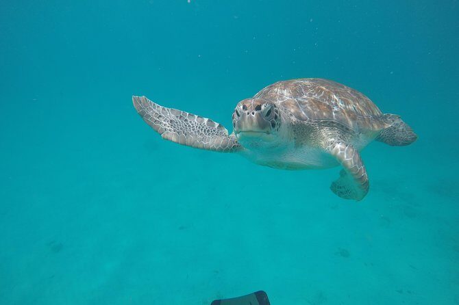 Shasa private catamran sailing cruise, Snorkel with turtles. - The Sum Up
