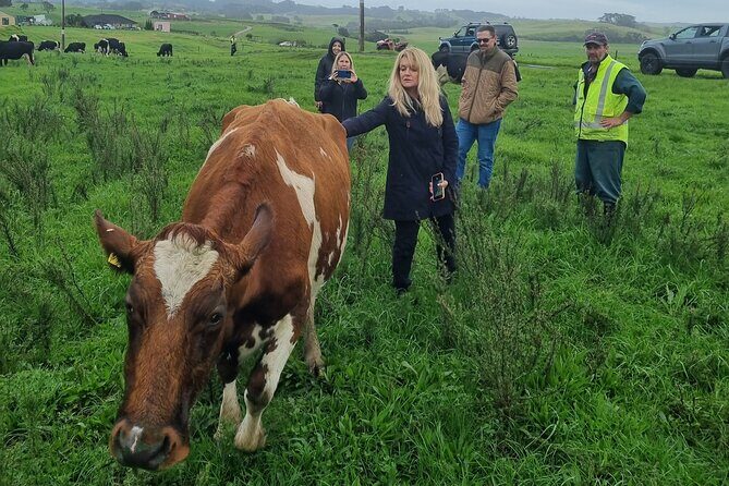 Sheep & Beef Working Farm Private Tour - A Closer Look at the Itinerary