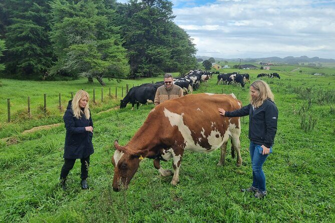 Sheep & Beef Working Farm Private Tour - Is the Price Worth It?