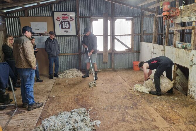 Sheep & Beef Working Farm Private Tour - Reviews and Feedback