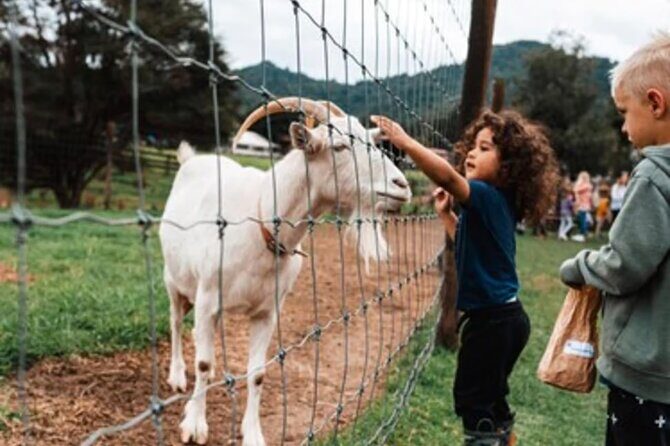 Sheep World and West Auckland Discovery Small Group Day Tour - Final Thoughts: Is It Worth It?