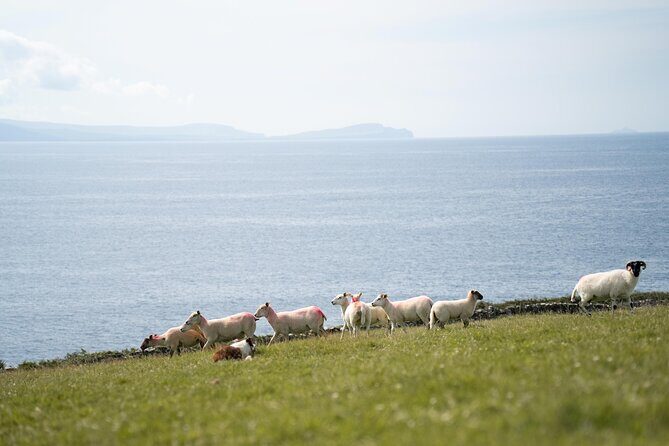Sheepdog Demonstrions, Pet Lambs and Beehive Huts - Sheepdog Demonstrations, Pet Lambs and Beehive Huts: An Authentic Irish Experience