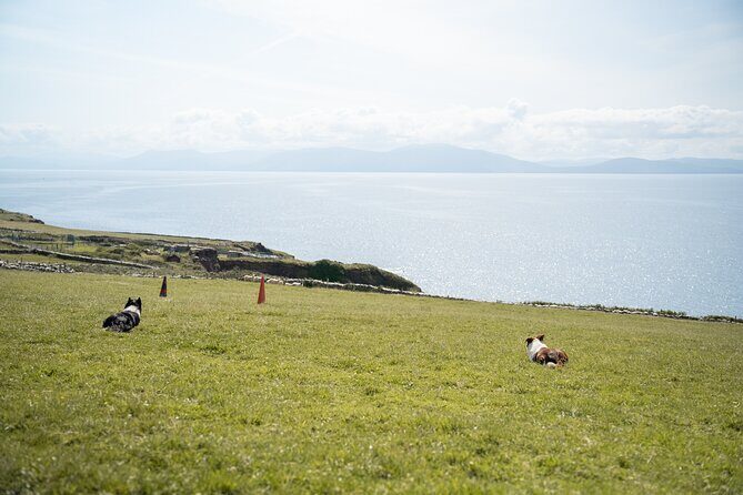 Sheepdog Demonstrions, Pet Lambs and Beehive Huts - The Sum Up