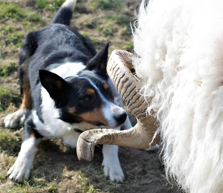 Sheepdog herding demo on working sheep farm. Galway. Guided. - The Value Proposition
