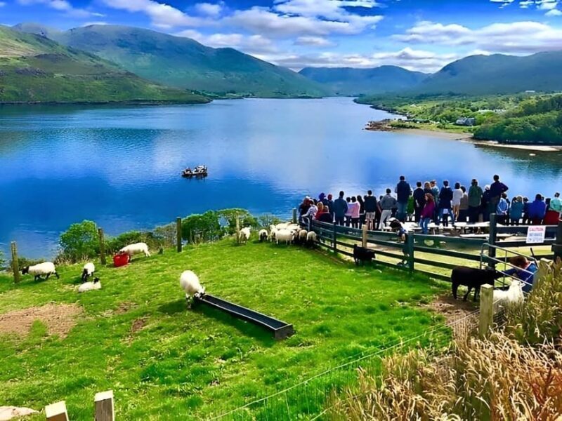 Sheepdog herding demo on working sheep farm. Galway. Guided. - Who Is This Tour For?