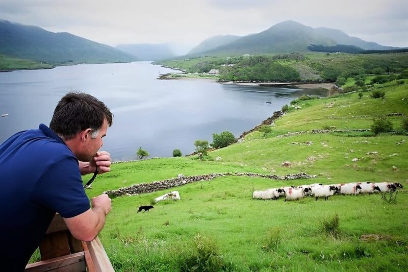 Sheepdog herding demo on working sheep farm. Galway. Guided. - FAQ Section