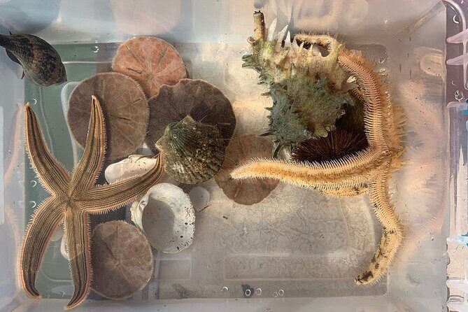 Shell Island Dolphin and Snorkel Boat Tour - Why This Tour Works