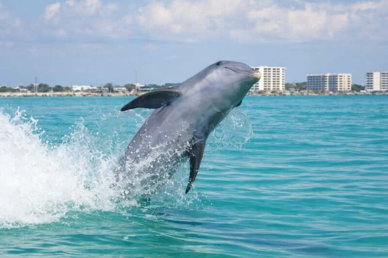 Shell Island Nature & Marine Viewing Tour - Price, Timing, and Practicalities