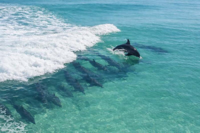 Shell Island Nature & Marine Viewing Tour - Who Will Love This Tour?