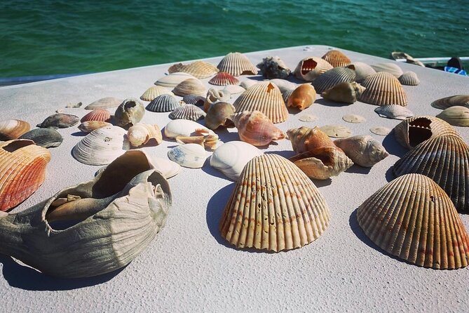 Shell Island Snorkel and Dolphin Catamaran Cruise With Island Time - Important Information