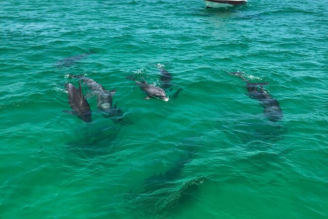 Shell Island Snorkel and Dolphin Catamaran Cruise With Island Time - Guest Reviews