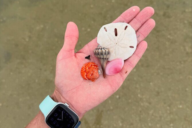 Shell Key Shelling Tour Discover Unique Treasures - St. Pete, FL - Key Points