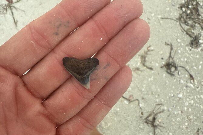 Shell Key Shelling Tour Discover Unique Treasures - St. Pete, FL - Who Would Enjoy This Tour?