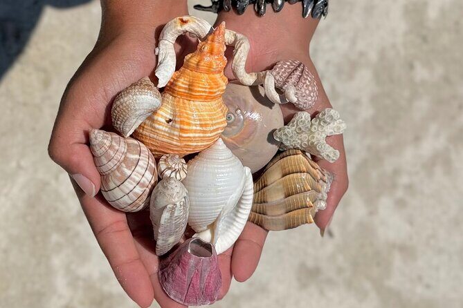 Shell Key Shelling Tour Discover Unique Treasures - St. Pete, FL - Frequently Asked Questions