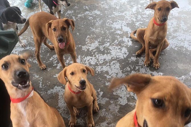 Shelter Visit & Tour - Authentic Experiences & Real Impact