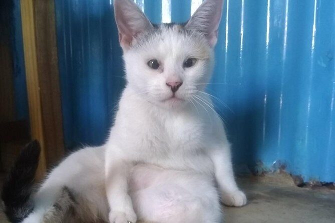 Shelter Visit & Tour - Final Thoughts: Is This Tour for You?