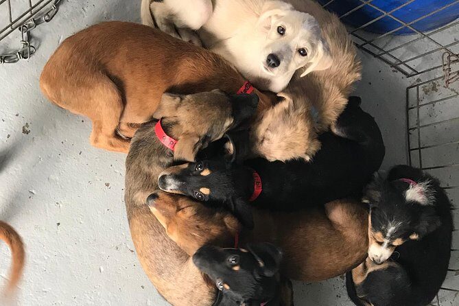 Shelter Visit & Tour - FAQ