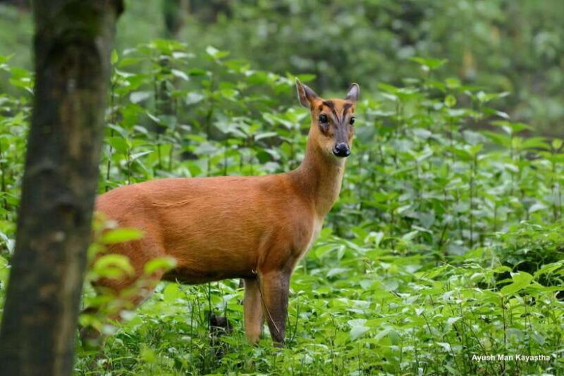 Shivapuri National Park Hike  Scenic Day Trek - Panoramic Views from Scenic Vantage Points