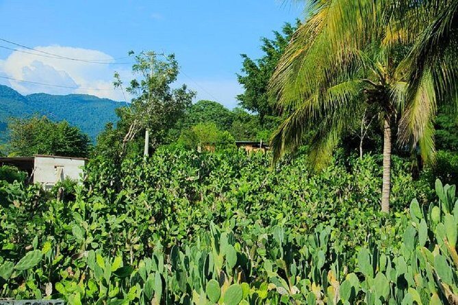 Shore Excursion Authentic Rural Mexican Experience - Who Will Love This Tour?