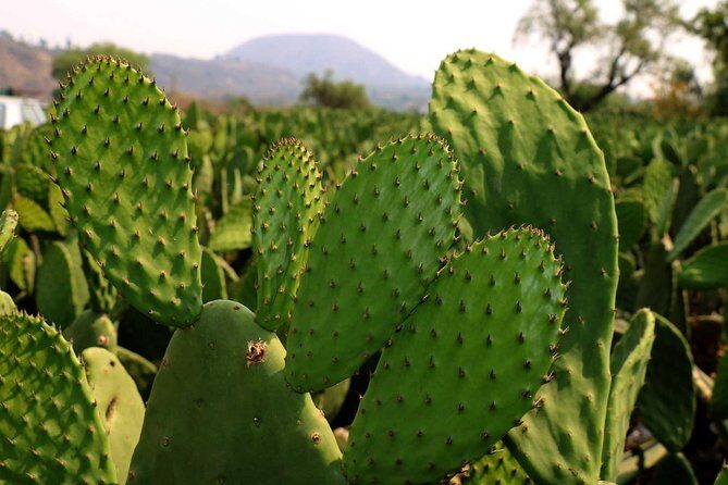 Shore Excursion Authentic Rural Mexican Experience - FAQ